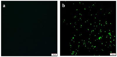 Isolation and Characterization of a Phosphorus-Solubilizing Bacterium from Rhizosphere Soils and Its Colonization of Chinese Cabbage (Brassica campestris ssp. chinensis)